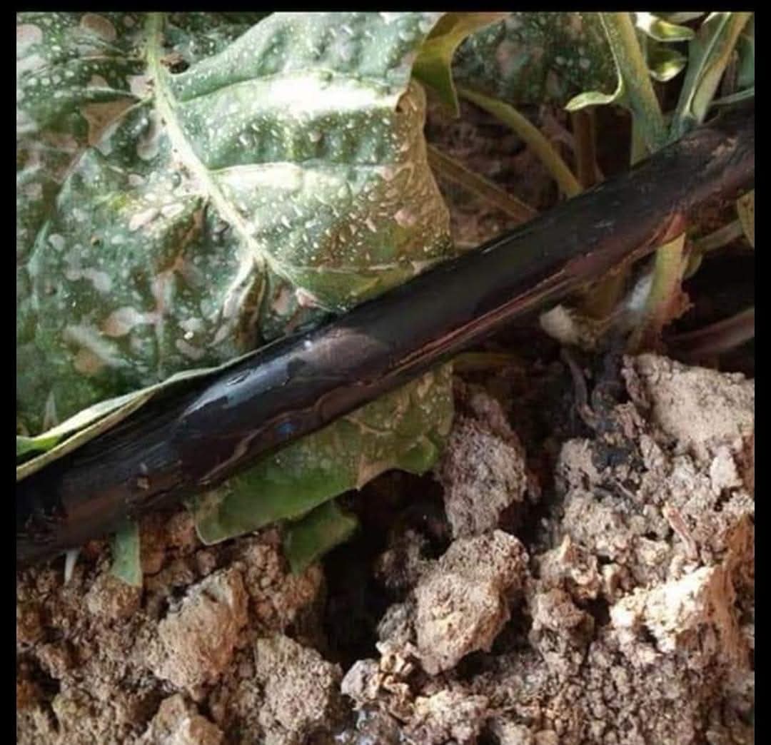 Irrigation Drip pipe